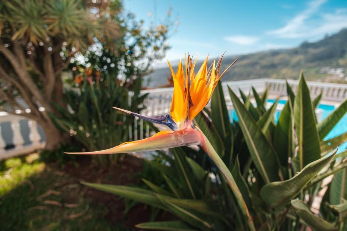 Guestready - Peaceful Paradise In Madeira Arco da Calheta  Exterior photo